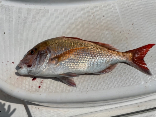 タイの釣果