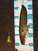 マナマズの釣果