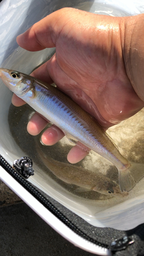 シロギスの釣果