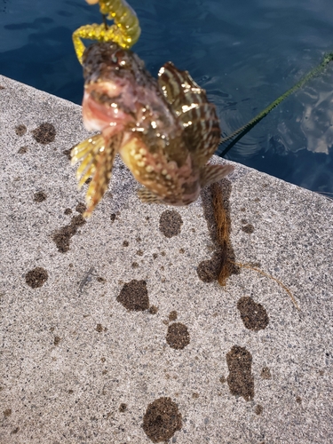 カジカの釣果