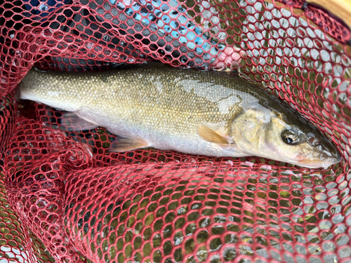 ウグイの釣果