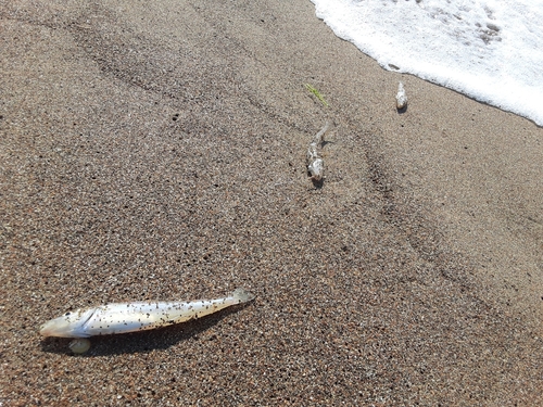 キスの釣果