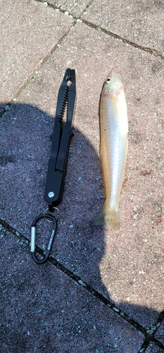 ホウボウの釣果