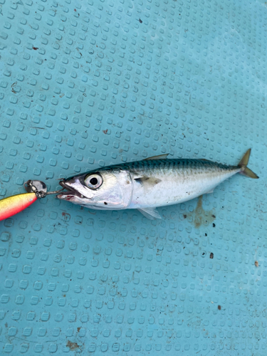 サバの釣果