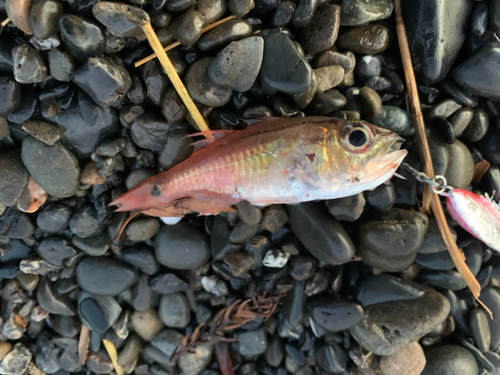 ネンブツダイの釣果