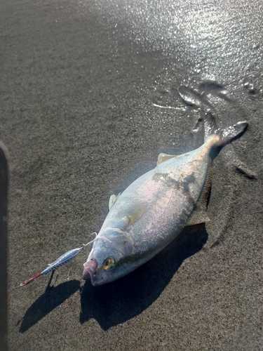 ショゴの釣果