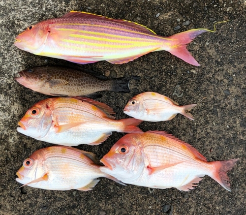 レンコダイの釣果