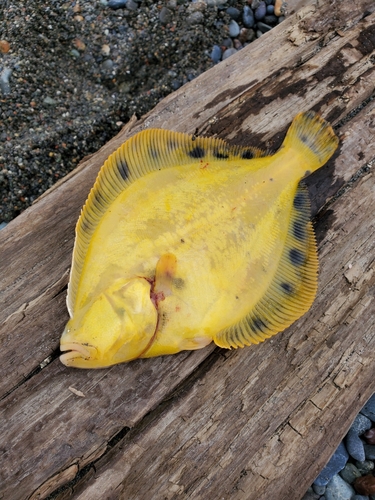 マツカワの釣果