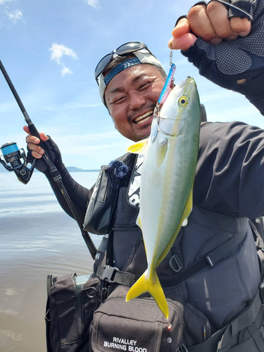 ヤズの釣果