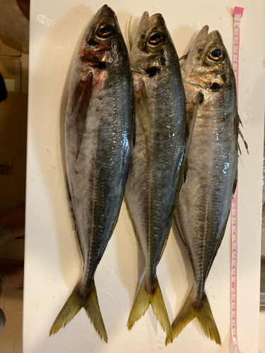 アジの釣果