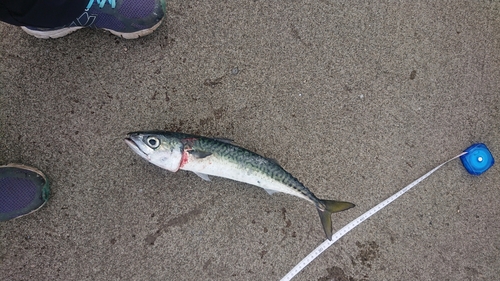 サバの釣果