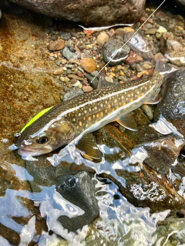 ニッコウイワナの釣果