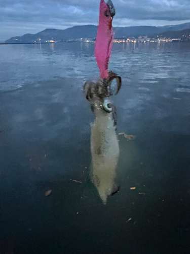 マメイカの釣果