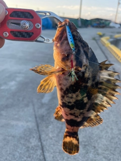 タケノコメバルの釣果