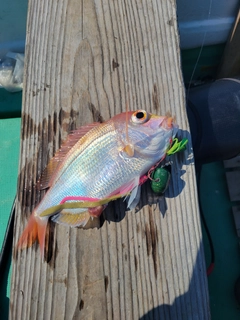 レンコダイの釣果