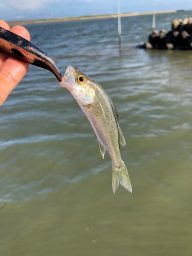 セイゴ（ヒラスズキ）の釣果