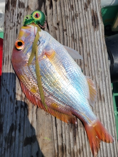 レンコダイの釣果