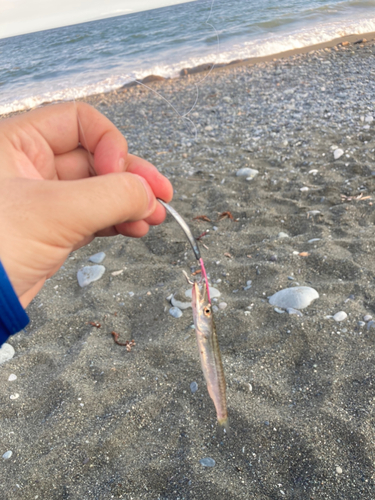 アカカマスの釣果