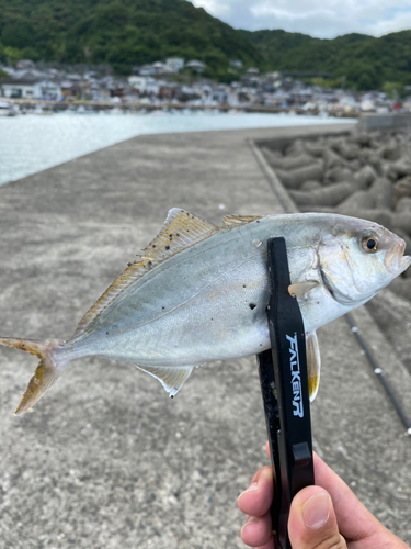 ショゴの釣果