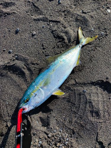 ワカシの釣果