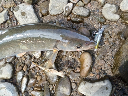 ウグイの釣果