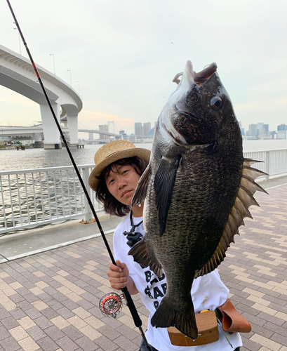 チヌの釣果