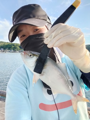 ショゴの釣果