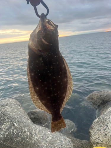 ヒラメの釣果