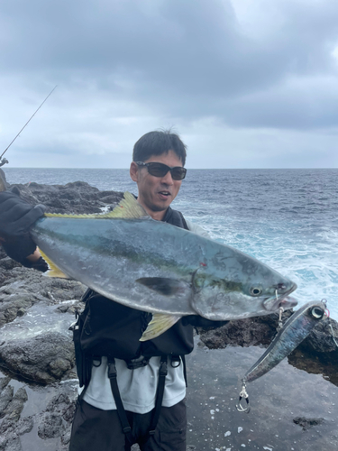 ハマチの釣果