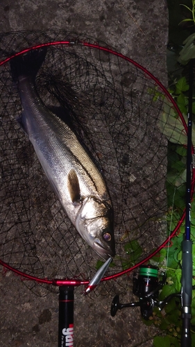 スズキの釣果