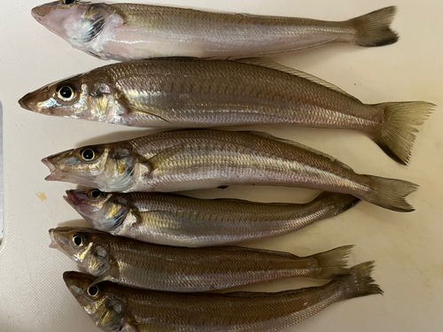 キスの釣果