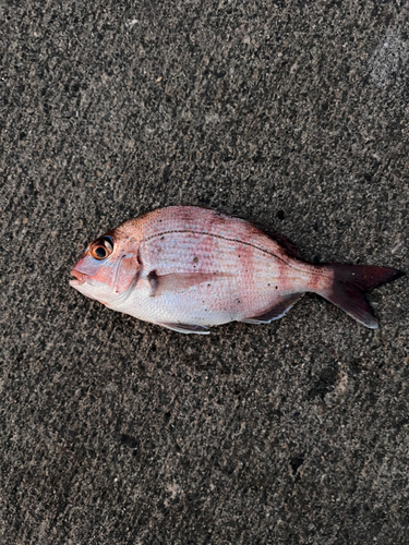 タイの釣果