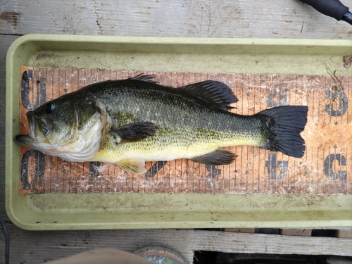 ブラックバスの釣果