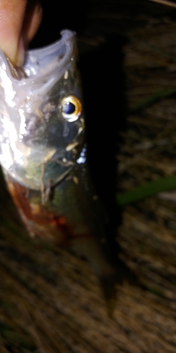 ハスの釣果