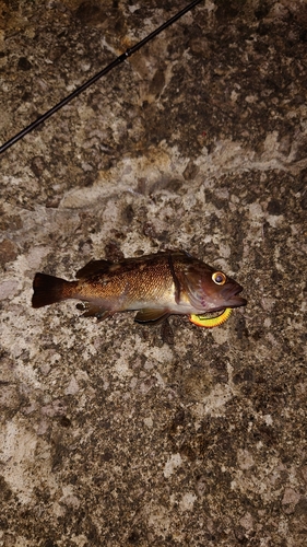 エゾメバルの釣果