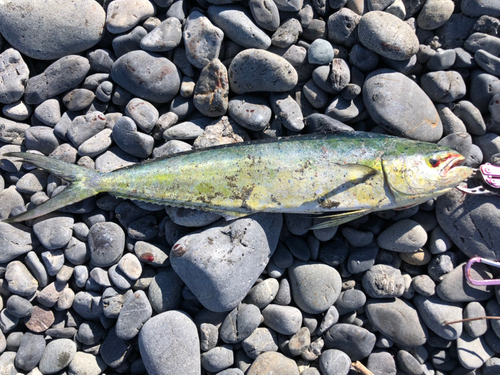 ショゴの釣果