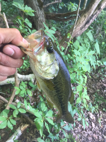 ラージマウスバスの釣果