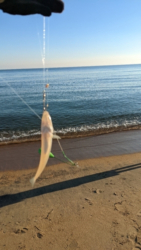 キスの釣果