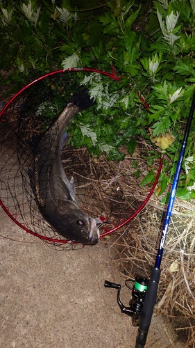 スズキの釣果