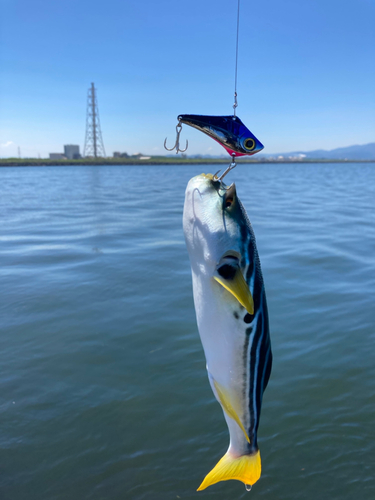 シマフグの釣果