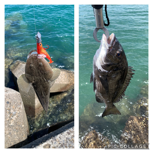 コチの釣果