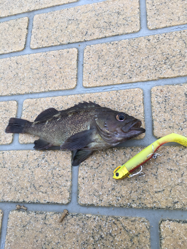 エゾメバルの釣果