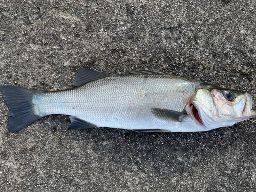 ヒラスズキの釣果