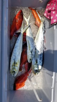 シイラの釣果