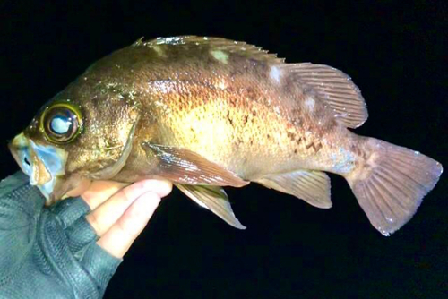 メバルの釣果