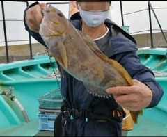 アイナメの釣果