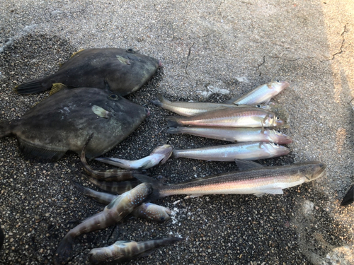 カワハギの釣果