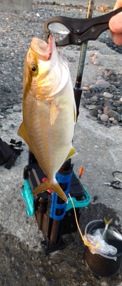 ショゴの釣果