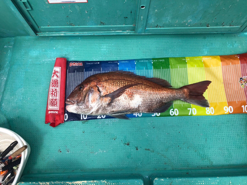 マダイの釣果