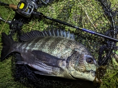 クロダイの釣果